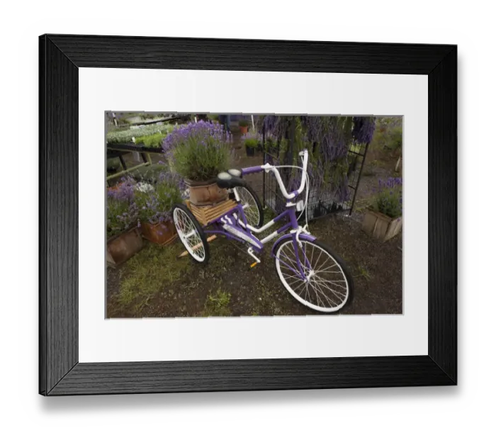 Framed Print : North America, United States, Washington, Sequim, purple bicycle and plants for sale