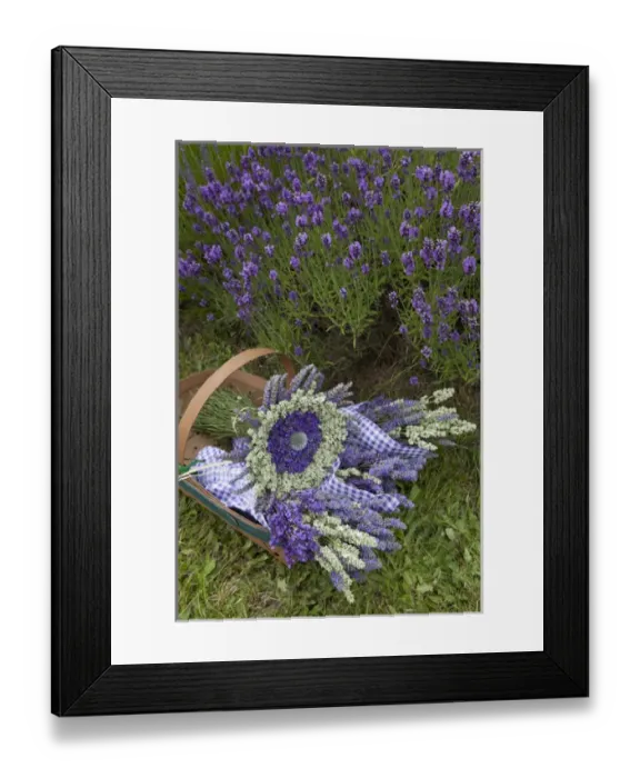 Framed Print : North America, United States, Washington, Sequim, basket of bouquets of dried lavender