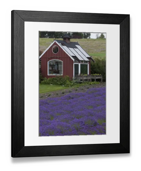Framed Print : North America, United States, Washington, Sequim, field of lavender and red garden Framed Print : North America, United States, Washington, Sequim, field of lavender and red garden