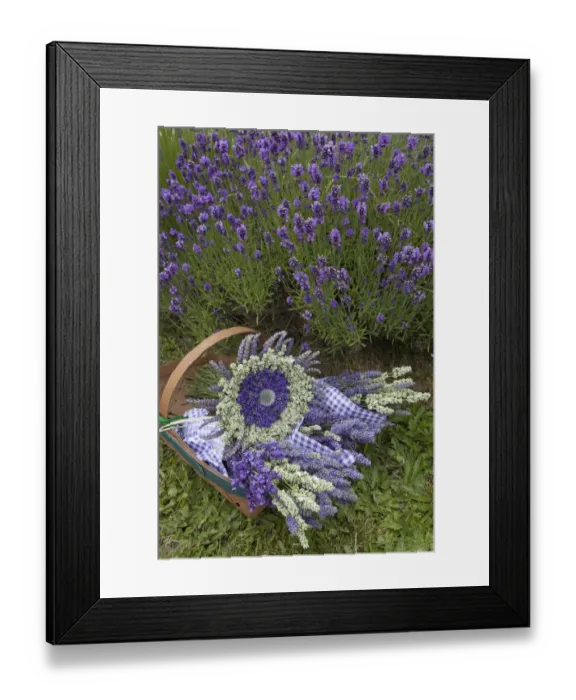 Framed Print : North America, United States, Washington, Sequim, basket of bouquets of dried lavender