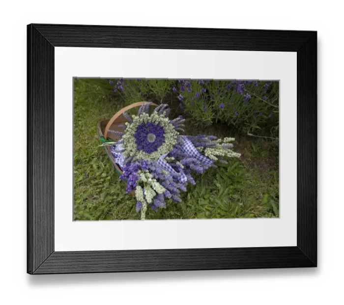 Framed Print : North America, United States, Washington, Sequim, basket of bouquets of dried lavender Framed Print : North America, United States, Washington, Sequim, basket of bouquets of dried lavender