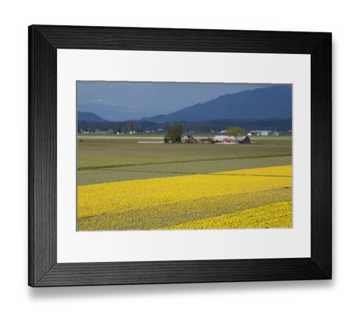 Framed Print : North America, United States, Washington, Mount Vernon, daffodil fields in bloom Framed Print : North America, United States, Washington, Mount Vernon, daffodil fields in bloom