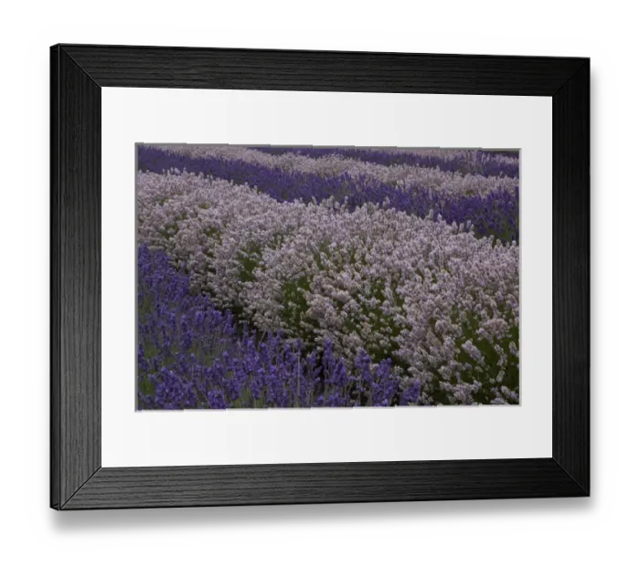 Framed Print : North America, United States, Washington, Sequim, rows of different shades of lavender Framed Print : North America, United States, Washington, Sequim, rows of different shades of lavender