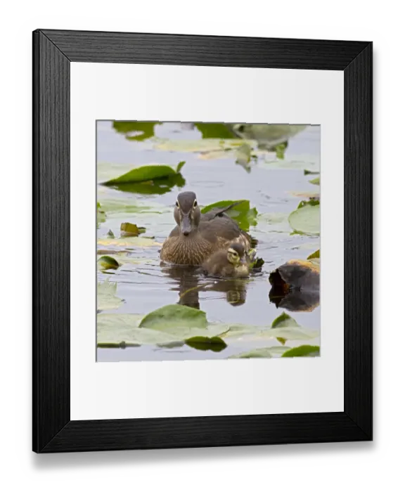 Framed Print : WA, Juanita Bay Wetland, Wood ducks, female and duckling (Aix sponsa) Framed Print : WA, Juanita Bay Wetland, Wood ducks, female and duckling (Aix sponsa)