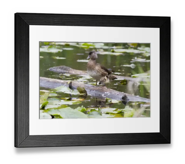 Framed Print : WA, Juanita Bay Wetland, Wood ducks, female and duckling (Aix sponsa) Framed Print : WA, Juanita Bay Wetland, Wood ducks, female and duckling (Aix sponsa)