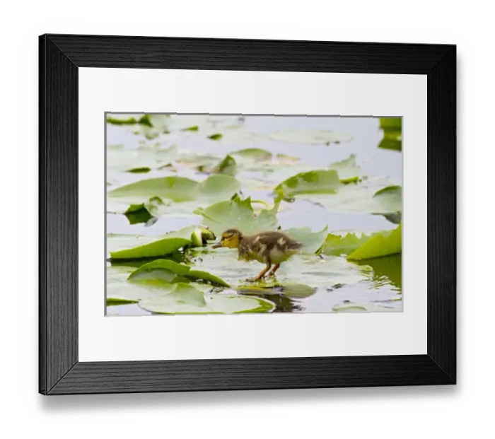 Framed Print : WA, Juanita Bay Wetland, Mallard duck, duckling (Anas platyrhynchos) Framed Print : WA, Juanita Bay Wetland, Mallard duck, duckling (Anas platyrhynchos)