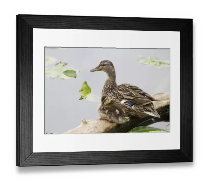 Framed Print : WA, Juanita Bay Wetland, Mallard female duck and duckling (Anas platyrhynchos)