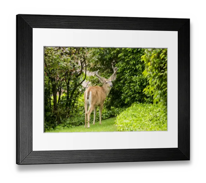 Framed Print : United States, Washington, Bellevue. Black-tailed deer (Odocoileus hemionus columbianus)