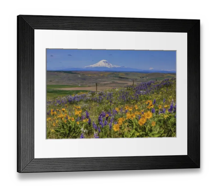 Framed Print : Columbia Hills State Park, Dallesport, Washington. Field of Wildflowers, Klickitat Valley