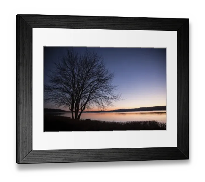Framed Print : Silverdale, Washington. Dicidious tree without its leaves looks out onto the pink