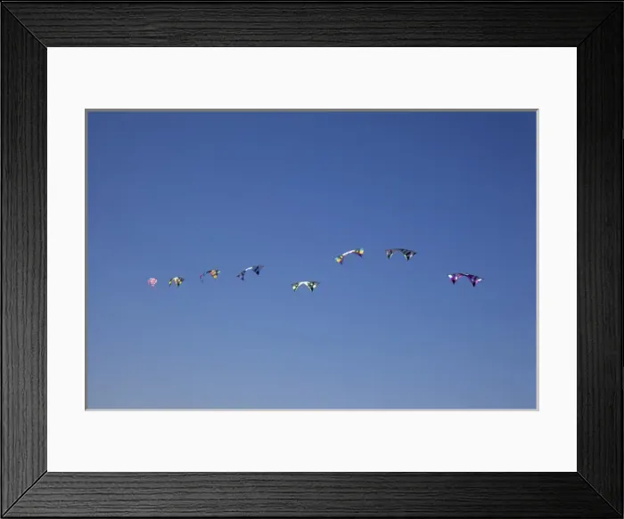 Framed Print : WA, Long Beach, International Kite Festival, Quad line stunt kites
