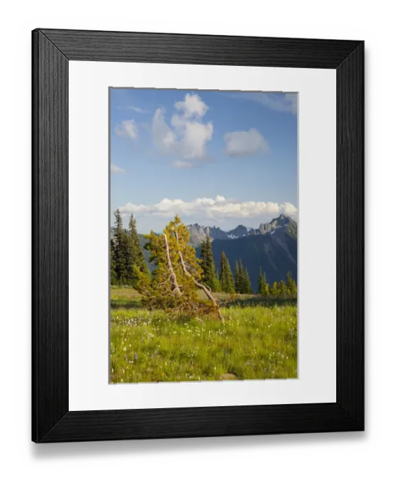 Framed Print : WA, Mount Rainier National Park, Alpine Meadow and Cowlitz Chimmneys, view from Sunrise Framed Print : WA, Mount Rainier National Park, Alpine Meadow and Cowlitz Chimmneys, view from Sunrise