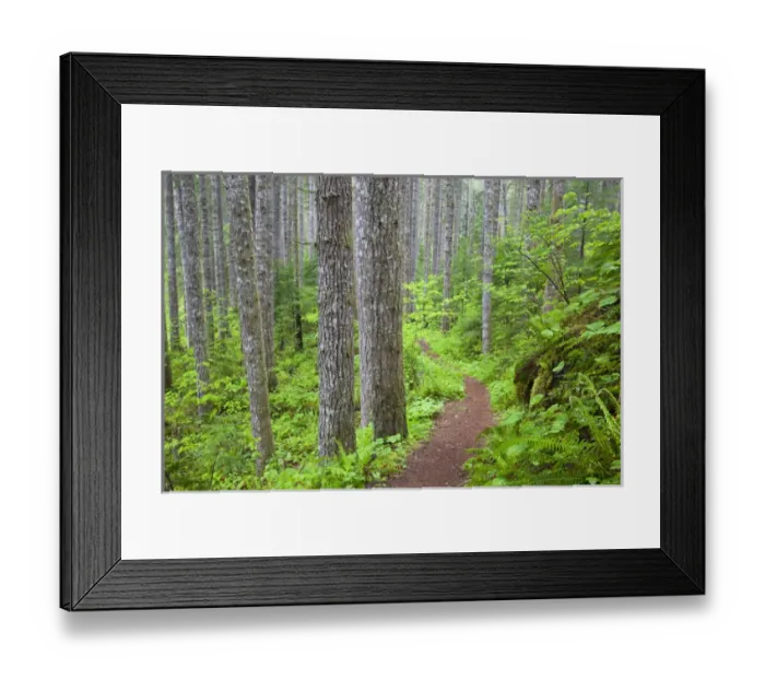 Framed Print : WA, Gifford Pinchot National Forest, Lewis River trail Framed Print : WA, Gifford Pinchot National Forest, Lewis River trail