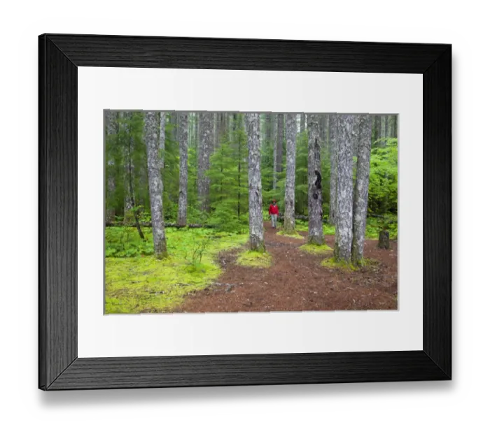 Framed Print : WA, Gifford Pinchot National Forest, Lewis River trail (MR) Framed Print : WA, Gifford Pinchot National Forest, Lewis River trail (MR)