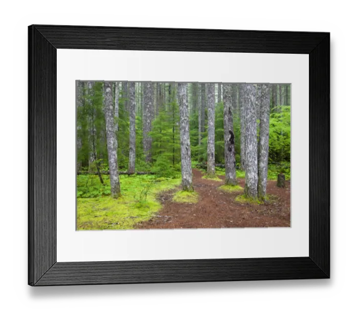 Framed Print : WA, Gifford Pinchot National Forest, Lewis River trail