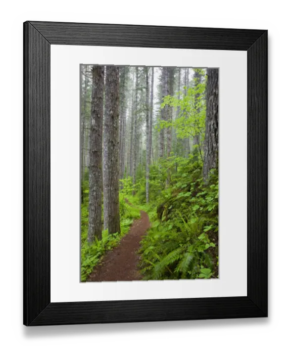Framed Print : WA, Gifford Pinchot National Forest, Lewis River trail Framed Print : WA, Gifford Pinchot National Forest, Lewis River trail