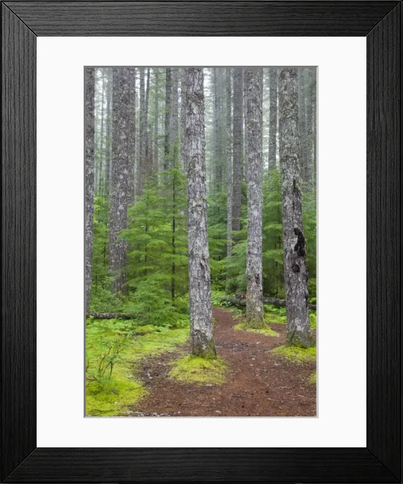 Framed Print : WA, Gifford Pinchot National Forest, Lewis River trail (MR) Framed Print : WA, Gifford Pinchot National Forest, Lewis River trail (MR)