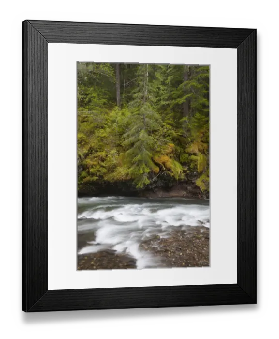 Framed Print : WA, Gifford Pinchot National Forest, Lewis River Framed Print : WA, Gifford Pinchot National Forest, Lewis River