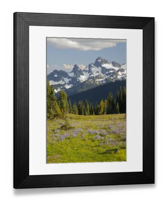 Framed Print : WA, Mount Rainier National Park, Alpine wildflower meadow and Sarvent Glaciers, view Framed Print : WA, Mount Rainier National Park, Alpine wildflower meadow and Sarvent Glaciers, view