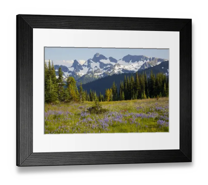 Framed Print : WA, Mount Rainier National Park, Alpine wildflower meadow and Sarvent Glaciers, view
