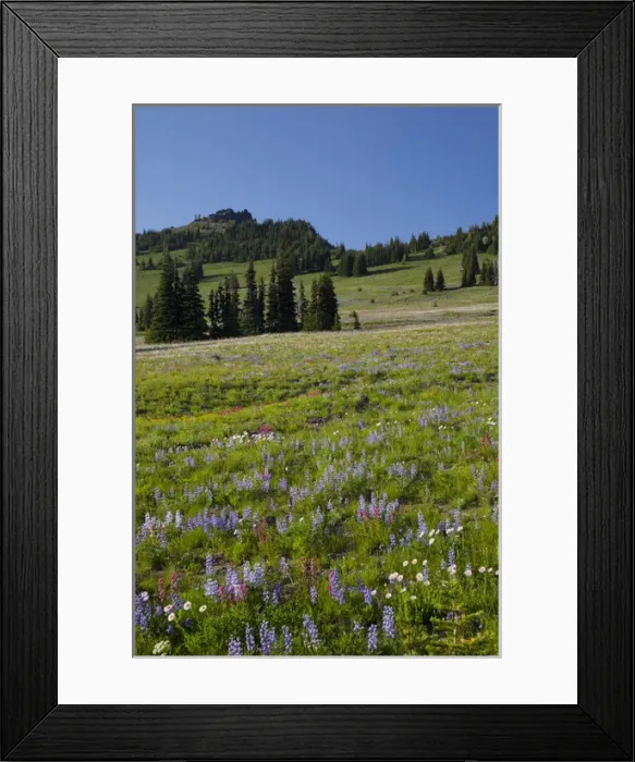Framed Print : WA, Mount Rainier National Park, Alpine wildflower meadow, view from Sunrise Framed Print : WA, Mount Rainier National Park, Alpine wildflower meadow, view from Sunrise