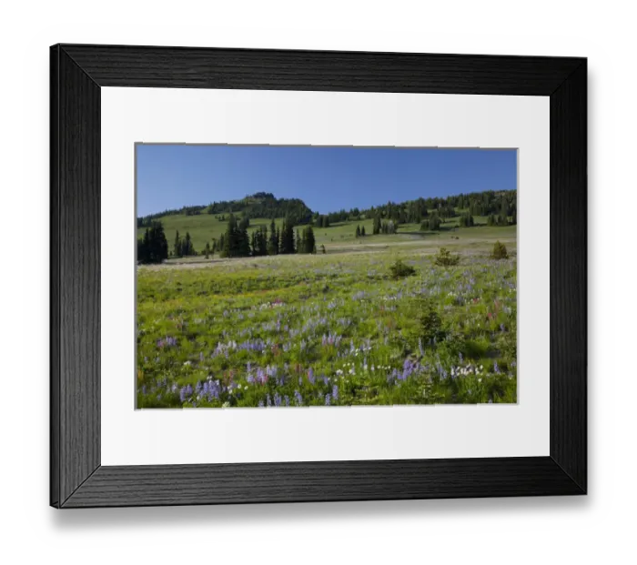 Framed Print : WA, Mount Rainier National Park, Alpine wildflower meadow, view from Sunrise Framed Print : WA, Mount Rainier National Park, Alpine wildflower meadow, view from Sunrise
