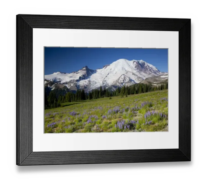 Framed Print : WA, Mount Rainier National Park, Mount Rainier and Little Tahoma, with wildflower meadow Framed Print : WA, Mount Rainier National Park, Mount Rainier and Little Tahoma, with wildflower meadow