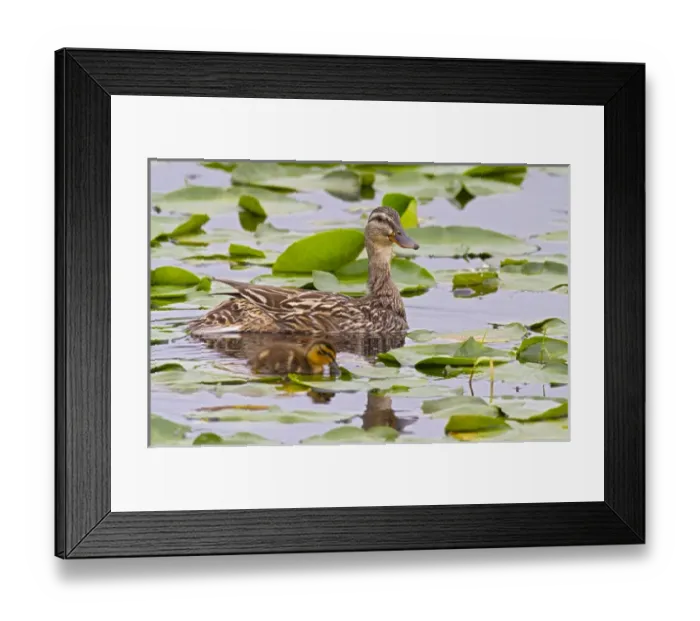 Framed Print : WA, Juanita Bay Wetland, Mallard female duck and duckling (Anas platyrhynchos)