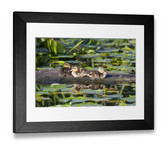 Framed Print : WA, Juanita Bay Wetland, Mallard ducks, ducklings (Anas platyrhynchos) Framed Print : WA, Juanita Bay Wetland, Mallard ducks, ducklings (Anas platyrhynchos)