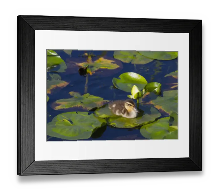 Framed Print : WA, Juanita Bay Wetland, Mallard duck, duckling (Anas platyrhynchos)