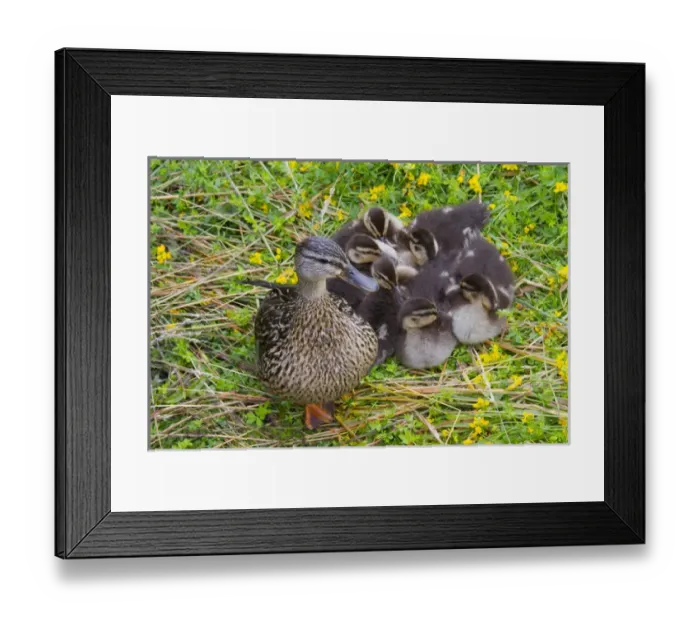 Framed Print : WA, Juanita Bay Wetland, Mallard female duck and ducklings (Anas platyrhynchos) Framed Print : WA, Juanita Bay Wetland, Mallard female duck and ducklings (Anas platyrhynchos)