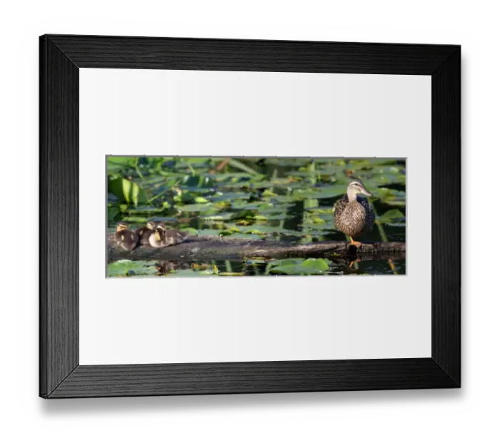Framed Print : WA, Juanita Bay Wetland, Mallard female duck and ducklings (Anas platyrhynchos) Framed Print : WA, Juanita Bay Wetland, Mallard female duck and ducklings (Anas platyrhynchos)