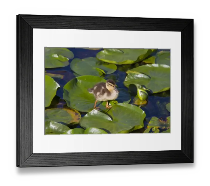 Framed Print : WA, Juanita Bay Wetland, Mallard duck, duckling (Anas platyrhynchos) Framed Print : WA, Juanita Bay Wetland, Mallard duck, duckling (Anas platyrhynchos)