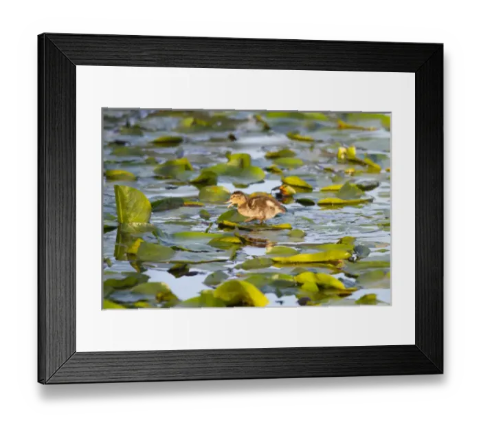 Framed Print : WA, Juanita Bay Wetland, Mallard duck, duckling (Anas platyrhynchos)