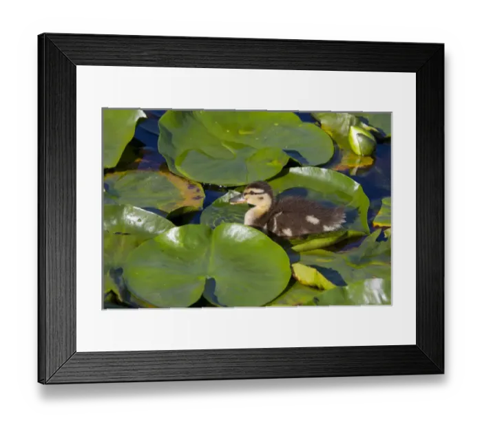 Framed Print : WA, Juanita Bay Wetland, Mallard duck, duckling (Anas platyrhynchos) Framed Print : WA, Juanita Bay Wetland, Mallard duck, duckling (Anas platyrhynchos)