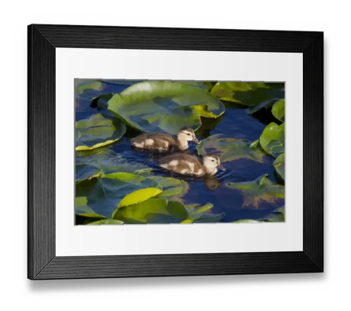 Framed Print : WA, Juanita Bay Wetland, Mallard ducks, ducklings (Anas platyrhynchos) Framed Print : WA, Juanita Bay Wetland, Mallard ducks, ducklings (Anas platyrhynchos)