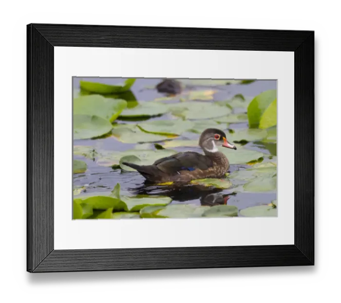 Framed Print : WA, Juanita Bay Wetland, Wood duck, male, non breeding plummage (Aix sponsa)