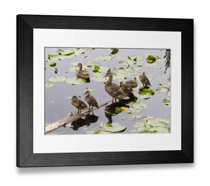 Framed Print : WA, Juanita Bay Wetland, Mallard female duck and ducklings (Anas platyrhynchos) Framed Print : WA, Juanita Bay Wetland, Mallard female duck and ducklings (Anas platyrhynchos)