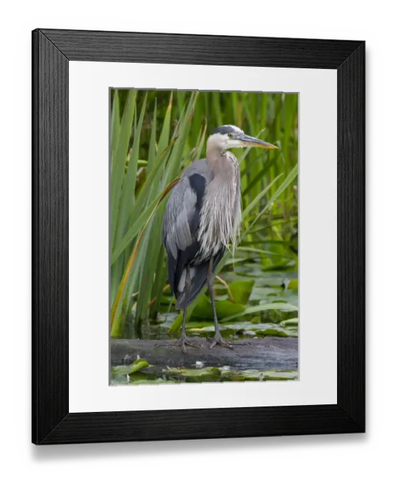 Framed Print : WA, Juanita Bay Wetland, Great Blue Heron (Ardea herodias)