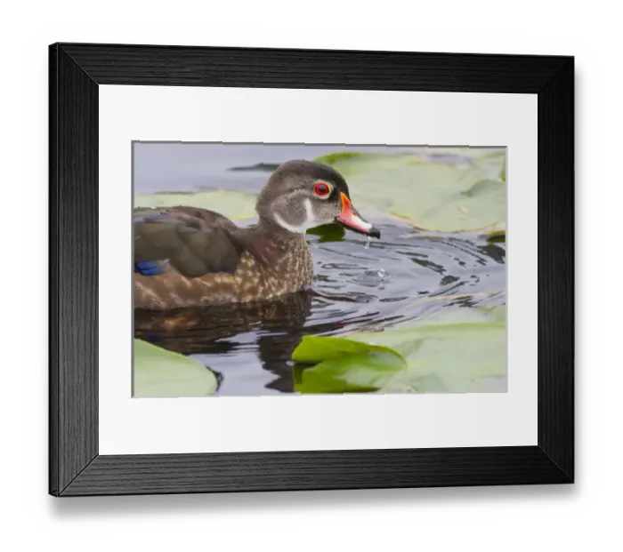 Framed Print : WA, Juanita Bay Wetland, Wood duck, male, non breeding plummage (Aix sponsa)
