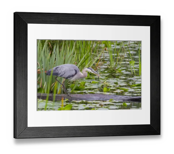 Framed Print : WA, Juanita Bay Wetland, Great Blue Heron (Ardea herodias)