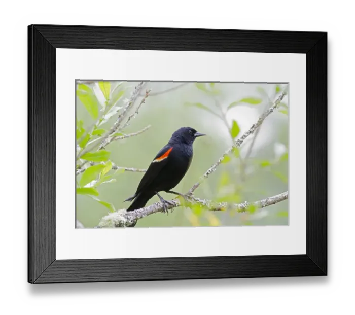 Framed Print : WA, Juanita Bay Wetland, Red-winged Blackbird, male (Agelaius phoeniceus) Framed Print : WA, Juanita Bay Wetland, Red-winged Blackbird, male (Agelaius phoeniceus)