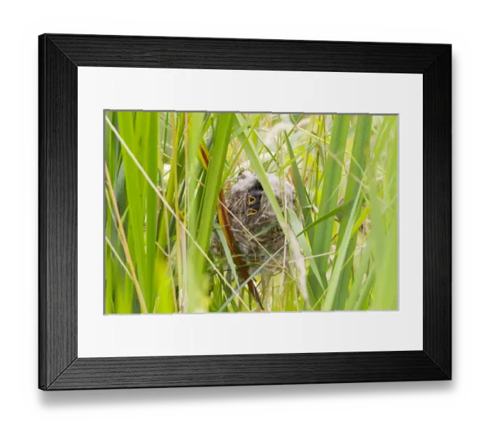 Framed Print : WA, Juanita Bay Wetland, Marsh Wren, babies in nest (Cistothorus palustris)
