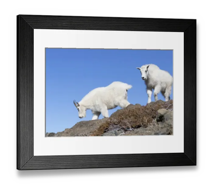 Framed Print : WA, Alpine Lakes Wilderness, Mountain goats, Nanny and Kid Framed Print : WA, Alpine Lakes Wilderness, Mountain goats, Nanny and Kid