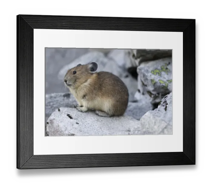 Framed Print : WA, Alpine Lakes Wilderness, American Pika (Ochotona princeps) Framed Print : WA, Alpine Lakes Wilderness, American Pika (Ochotona princeps)