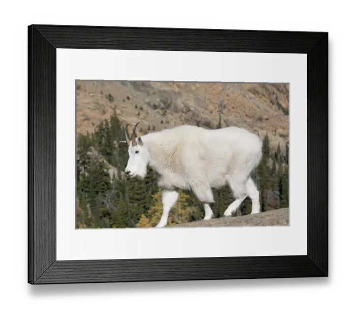 Framed Print : WA, Alpine Lakes Wilderness, Mountain goat Framed Print : WA, Alpine Lakes Wilderness, Mountain goat