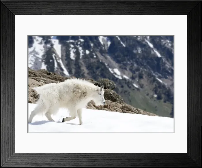 Framed Print : WA, Alpine Lakes Wilderness, Mountain goat, Billy goat, male Framed Print : WA, Alpine Lakes Wilderness, Mountain goat, Billy goat, male