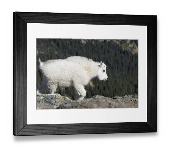 Framed Print : WA, Alpine Lakes Wilderness, Mountain goat, Nanny