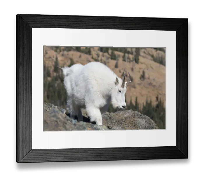 Framed Print : WA, Alpine Lakes Wilderness, Mountain goat, Nanny Framed Print : WA, Alpine Lakes Wilderness, Mountain goat, Nanny