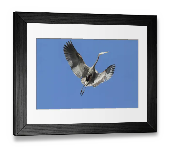 Framed Print : WA, Redmond, Great Blue Heron (Ardea herodias) Framed Print : WA, Redmond, Great Blue Heron (Ardea herodias)